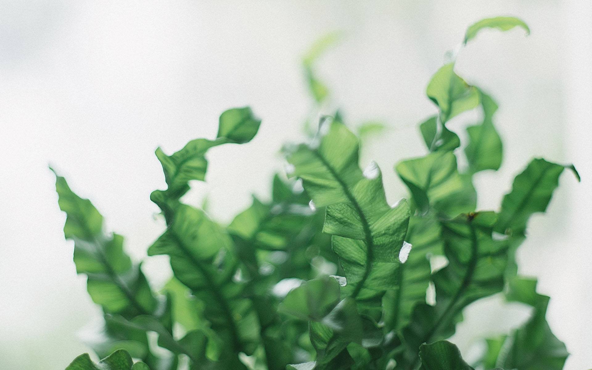 福建成人高考考前復習計劃